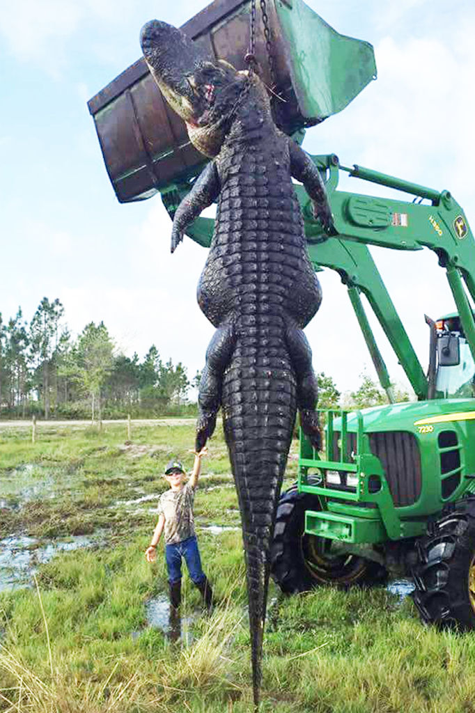 Monster' alligator killed in Florida hunt – Albany Herald