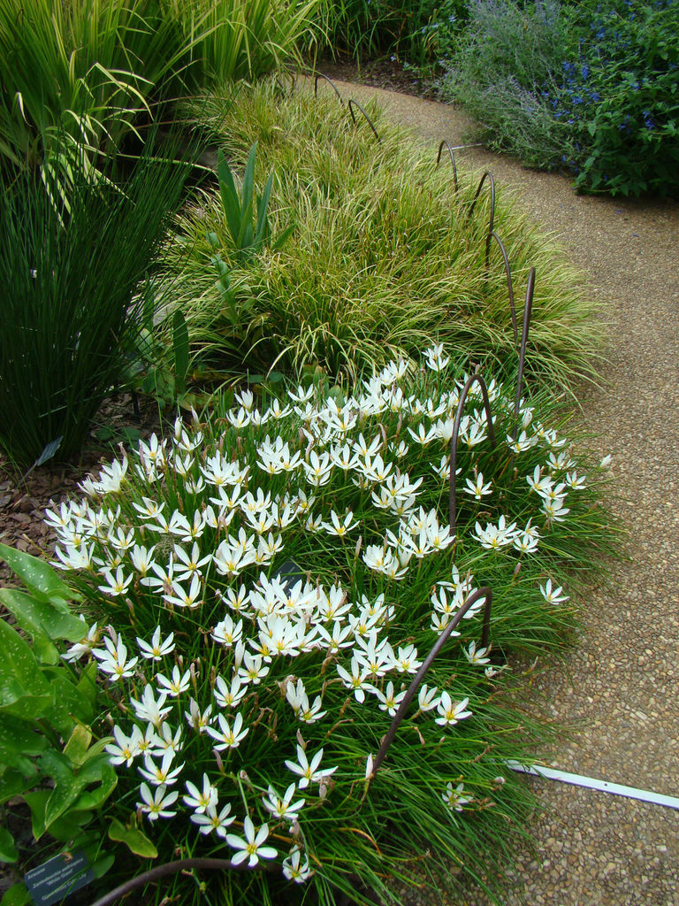 lilyページ On Stage' - Orienpet Hybrid Lily