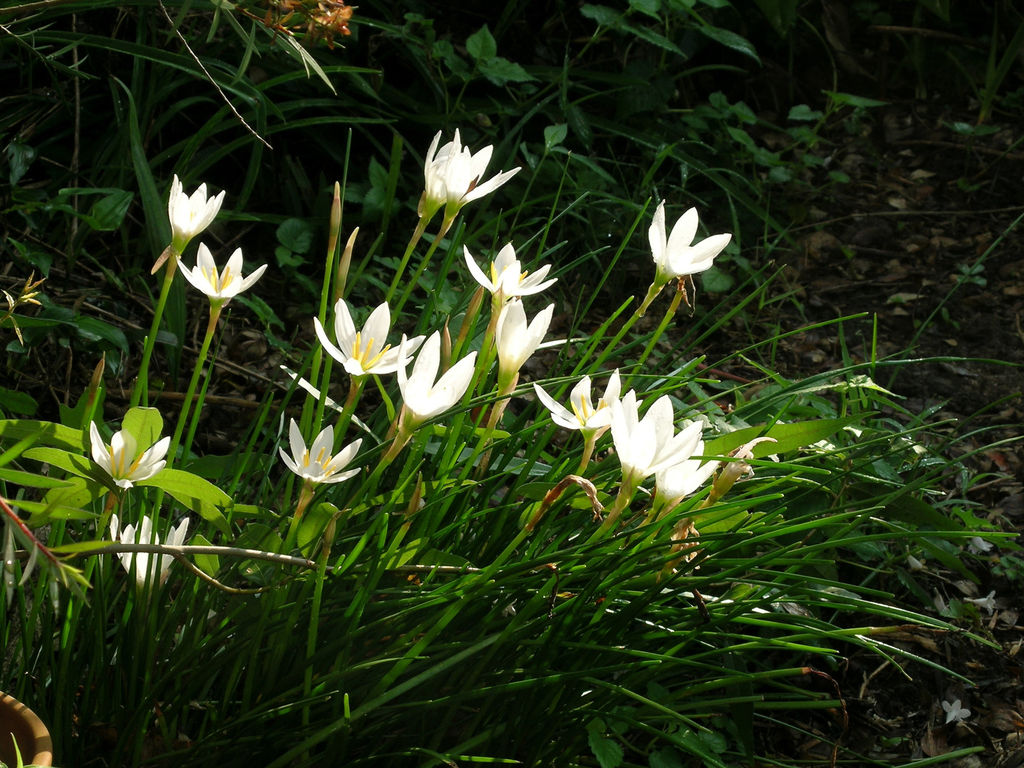 Popular lily is a late summer bloomer – Albany Herald