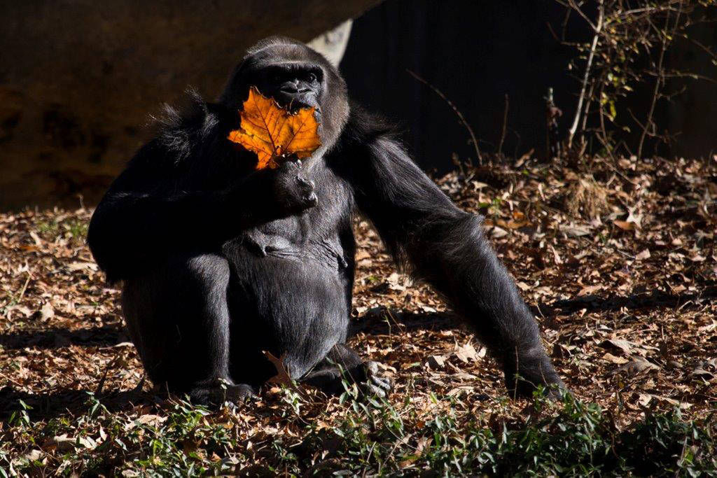 Shamba, 58-year-old gorilla, dies at Zoo Atlanta – Albany Herald