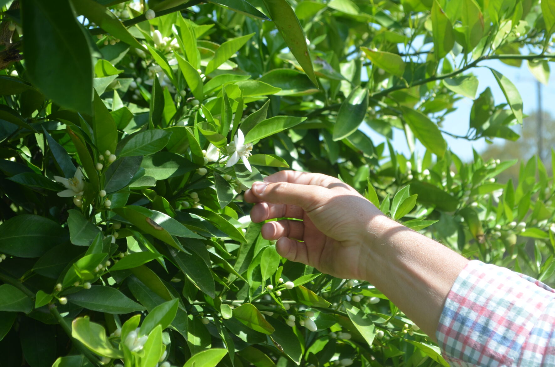 First blooms of spring seen on southwest Georgia citrus trees