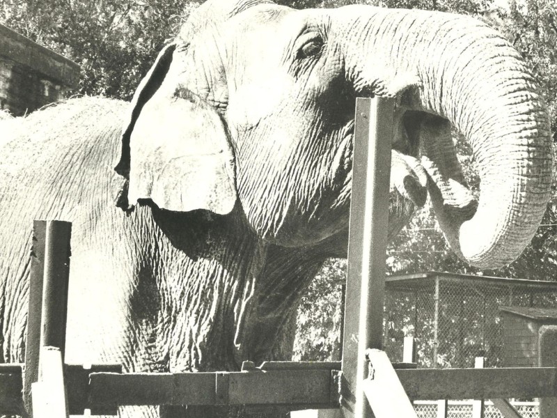 Laska the elephant's unique move end of an era – Albany Herald