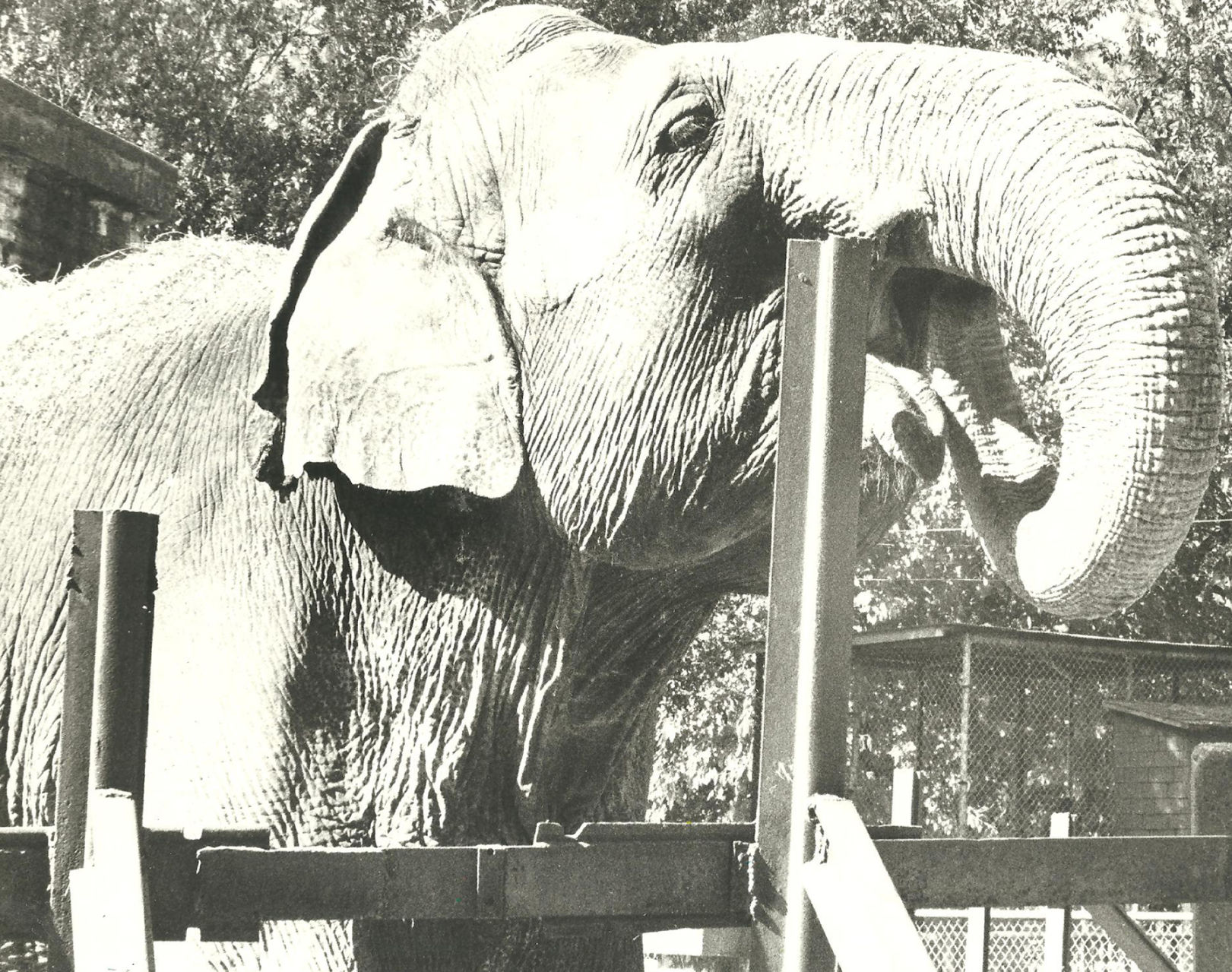 Laska the elephant's unique move end of an era – Albany Herald