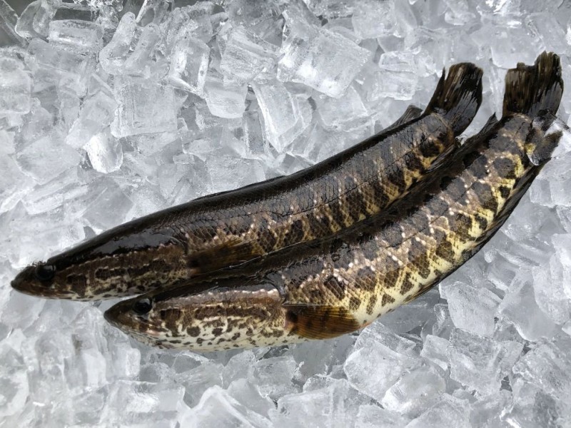 Invasive fish species caught in Georgia pond – Albany Herald