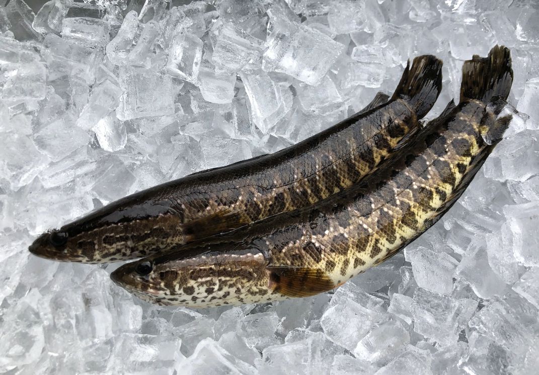 【選抜】P.'SnakeHead'#5(呼称) 中株 Invasive fish species caught in Georgia pond – Albany Herald