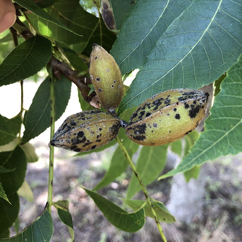 Pecan Shell Rash Pecan trials to help identify best management practices – Albany Herald