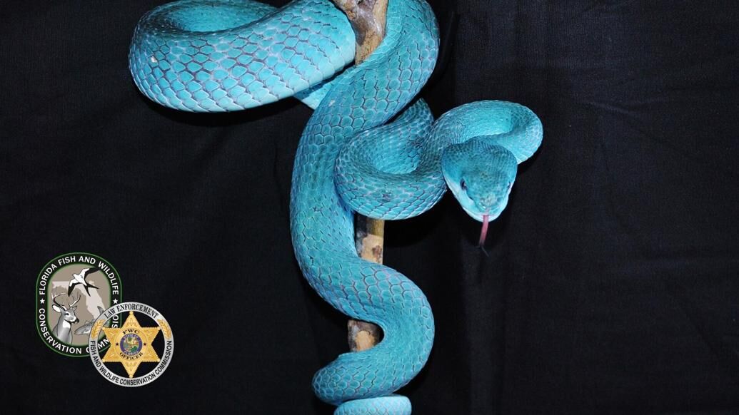 DNR's 'Operation Viper' leads to snake trafficking charges