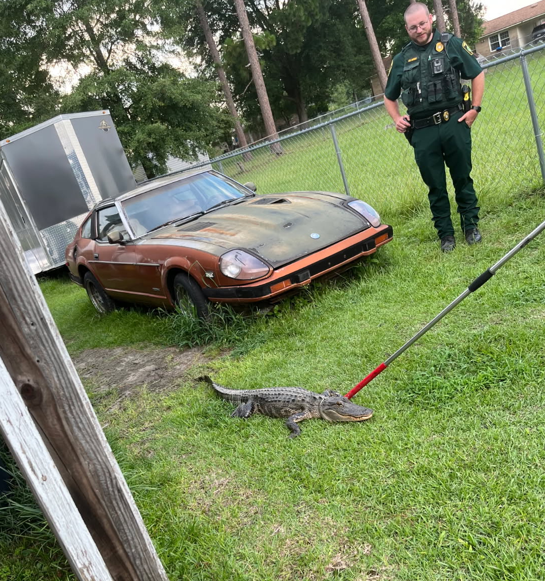 Roaming 'gator causes a stir in Dougherty County subdivision